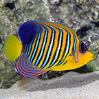 Regal Angelfish 