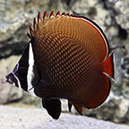 Pakistan Butterflyfish