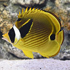 Raccoon Butterflyfish