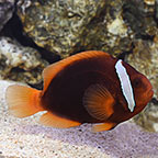 Tomato Clownfish, Captive-Bred