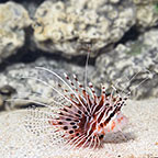 Antennata Lionfish 