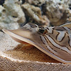 Fiddler Stingray