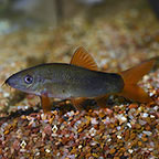 Redtail Botia Loach