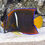 Passer Angelfish 