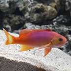 Pictilis Anthias 