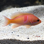 Red Belted Anthias