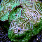 Green Striped Mushroom