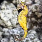 Kuda Seahorse, Captive-Bred 