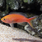 Sunset Anthias 