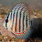 Royal Red Discus