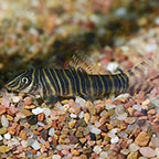 Striata Botia Loach