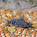 Synodontis Eupterus Catfish