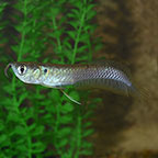 Silver Arowana 