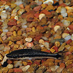 Otocinclus Catfish