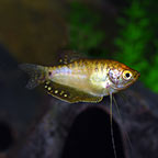 Gold Gourami