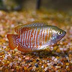 Dwarf Gourami