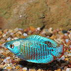 Neon Blue Dwarf Gourami 