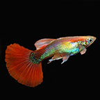 Red Fire Guppy 