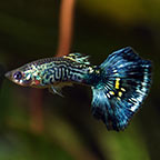 Blue Cobra Guppy 