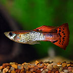 Red Cobra Guppy 