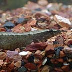 Zig Zag Yellow Tail Eel 