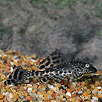 Trinidad Plecostomus