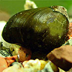 Nerita Snail, Olive