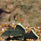 Mango (L-47) Plecostomus