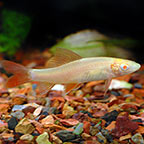 Albino Rainbow Shark