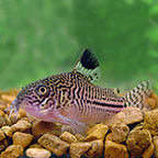 False Julii Cory Cat