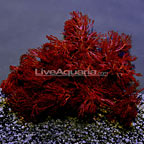 Red Gracilaria Feeding Algae - Aquacultured