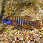 Red Peacock Cichlid