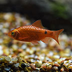 Rosy Barb, Male