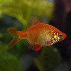 Albino Tiger Barb