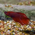 Siamese Fighting Fish: Betta, Male