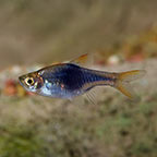 Black Harlequin Rasbora