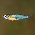 Daisy's Blue Rice Killifish