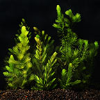 Hornwort (Dozen)