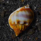 Nassarius Snail 