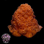 LiveAquaria® CCGC Aquacultured Sunburst Pavona Coral