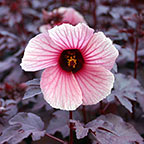 Red Night Blooming Hibiscus