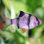 Tiger Barb 