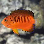 True Shepard's Angelfish