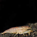 Viper Shrimp