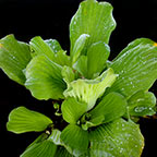 Water Lettuce