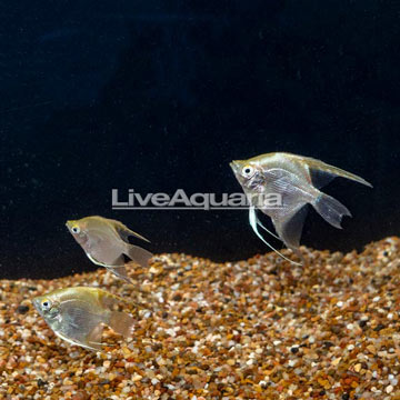 Gold Angelfish, Trio