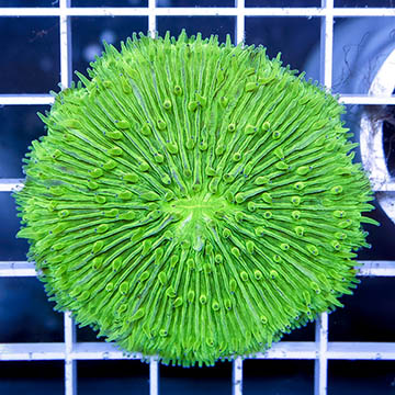 Short Tentacle Plate Coral