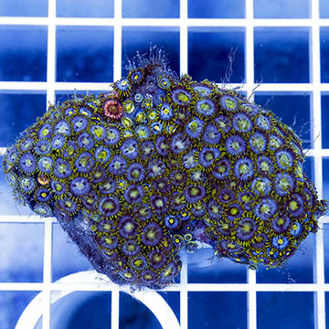 Zoanthus Coral