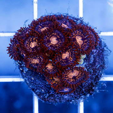 USA Cultured Zoanthus Coral