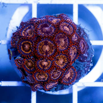 USA Cultured Zoanthus Coral